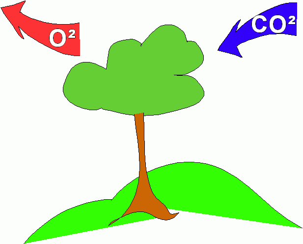 vie de l'arbre