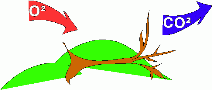 mort de l'arbre