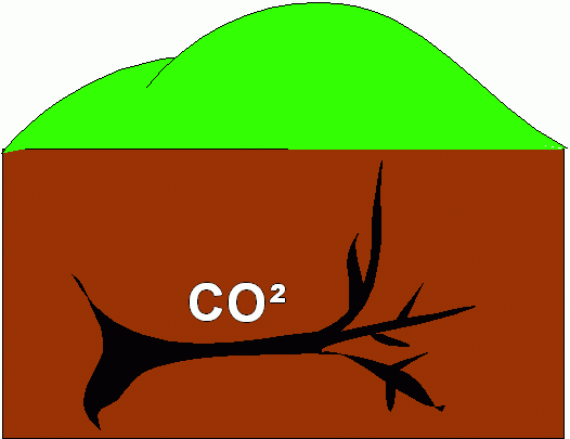 vie de l'arbre